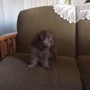 Meet your Posher, Angelo